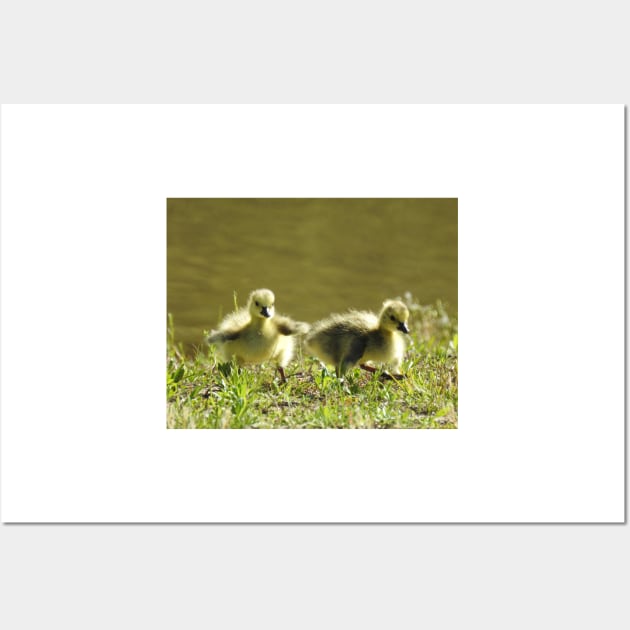 Baby goslings, Canadian Geese, wildlife gifts Wall Art by sandyo2ly